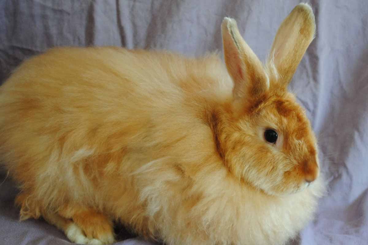 The Satin Angora site down in cloth.