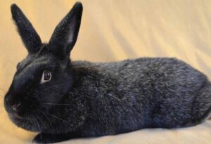 The Silver Fox Rabbit sitting down in floor.