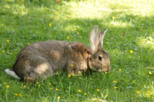 The Spanish Giant Rabbit  sitting down in the fields.