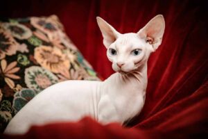 The Sphynx laying down on the bed.