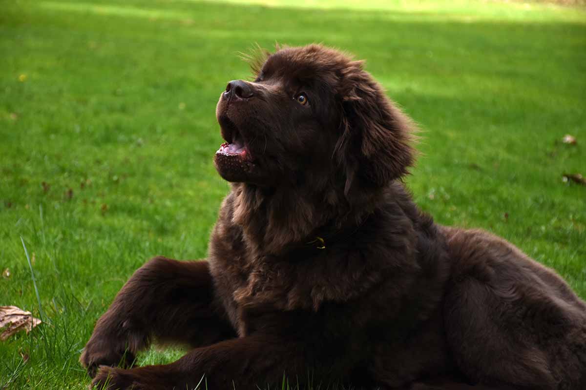 a Tibetan Mastiff dog sitting in the field .