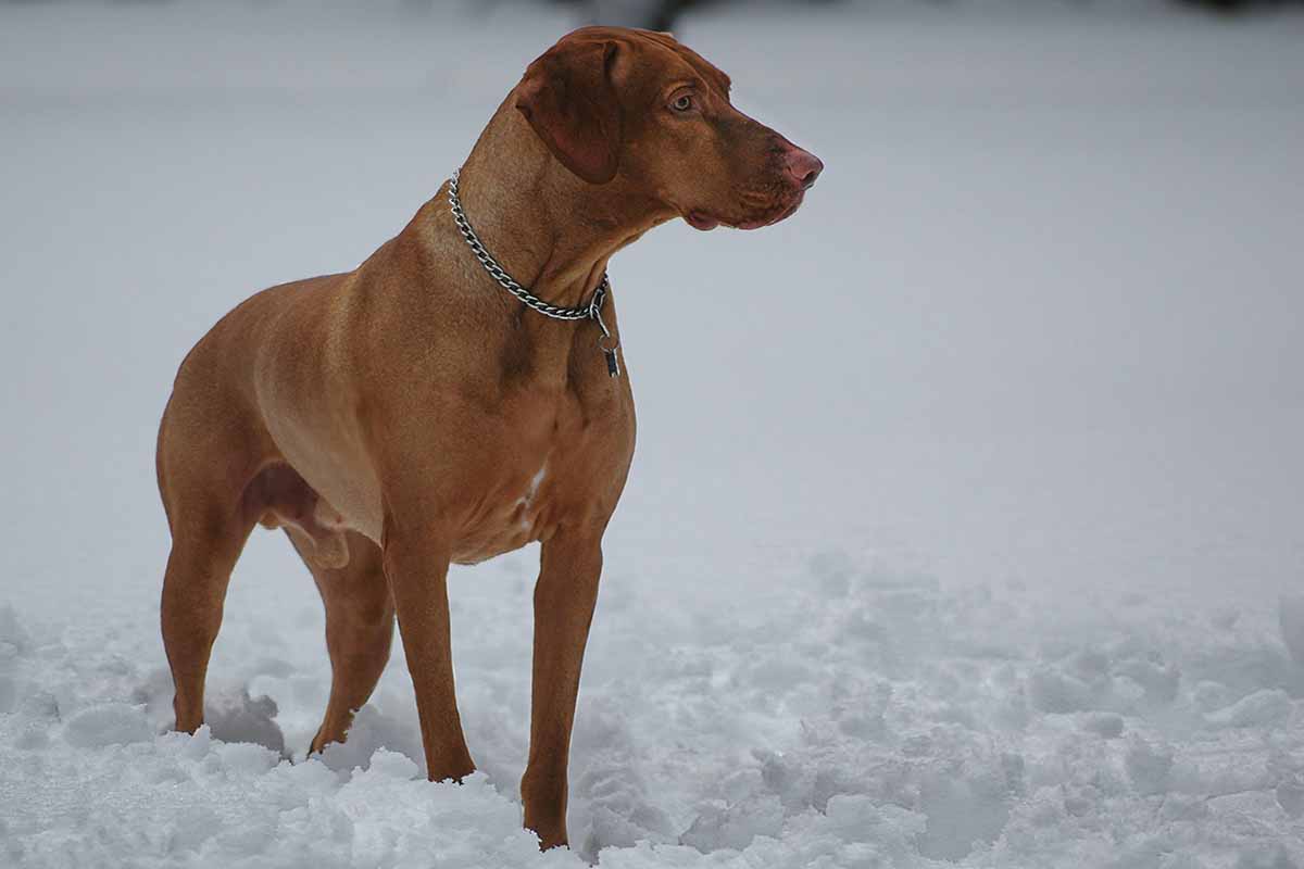 a Vizsla dog stand in the snow.