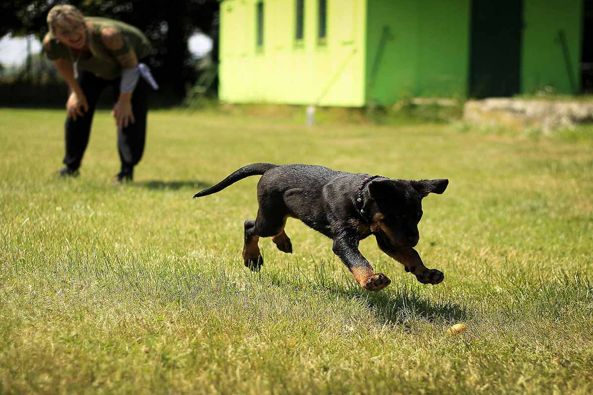 a dog running in he filed inside a woman stand.