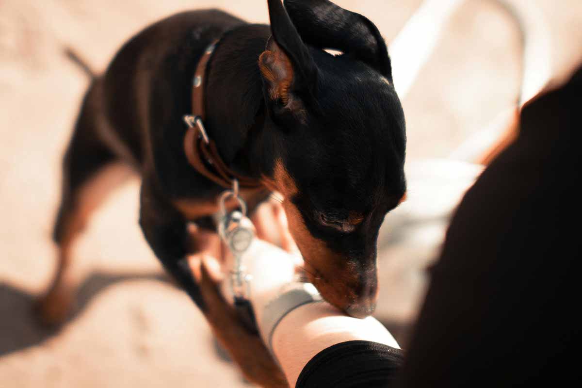 a dog try to understandt your body smell.