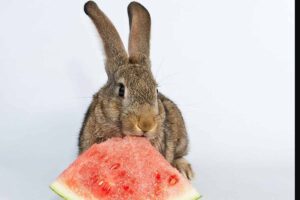 Rabbits eating watermelon
