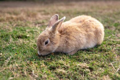 rabbit eating grass in fields.