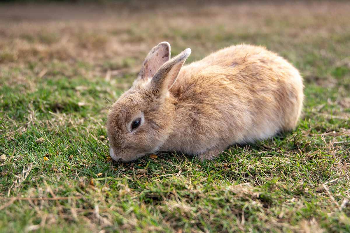 rabbit eating grass in fields.