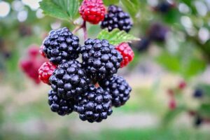Blackberriesare caught on the tree.