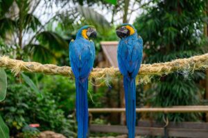 two Blue-and-Yellow Macaw sitting on the rope.
