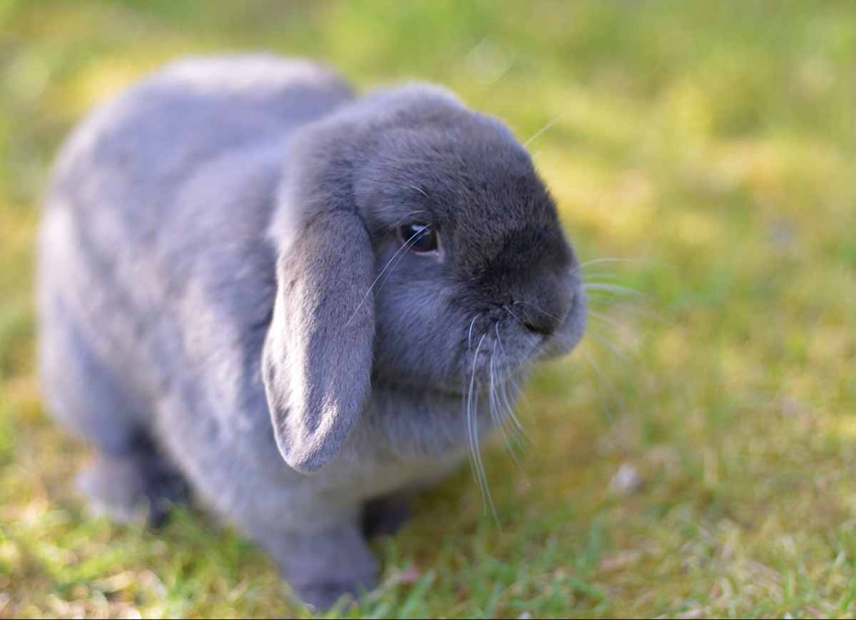 A rabbit stand in the fields.