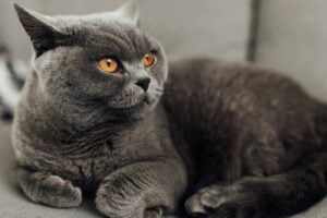 British Shorthair Cat sitting down on sofa.