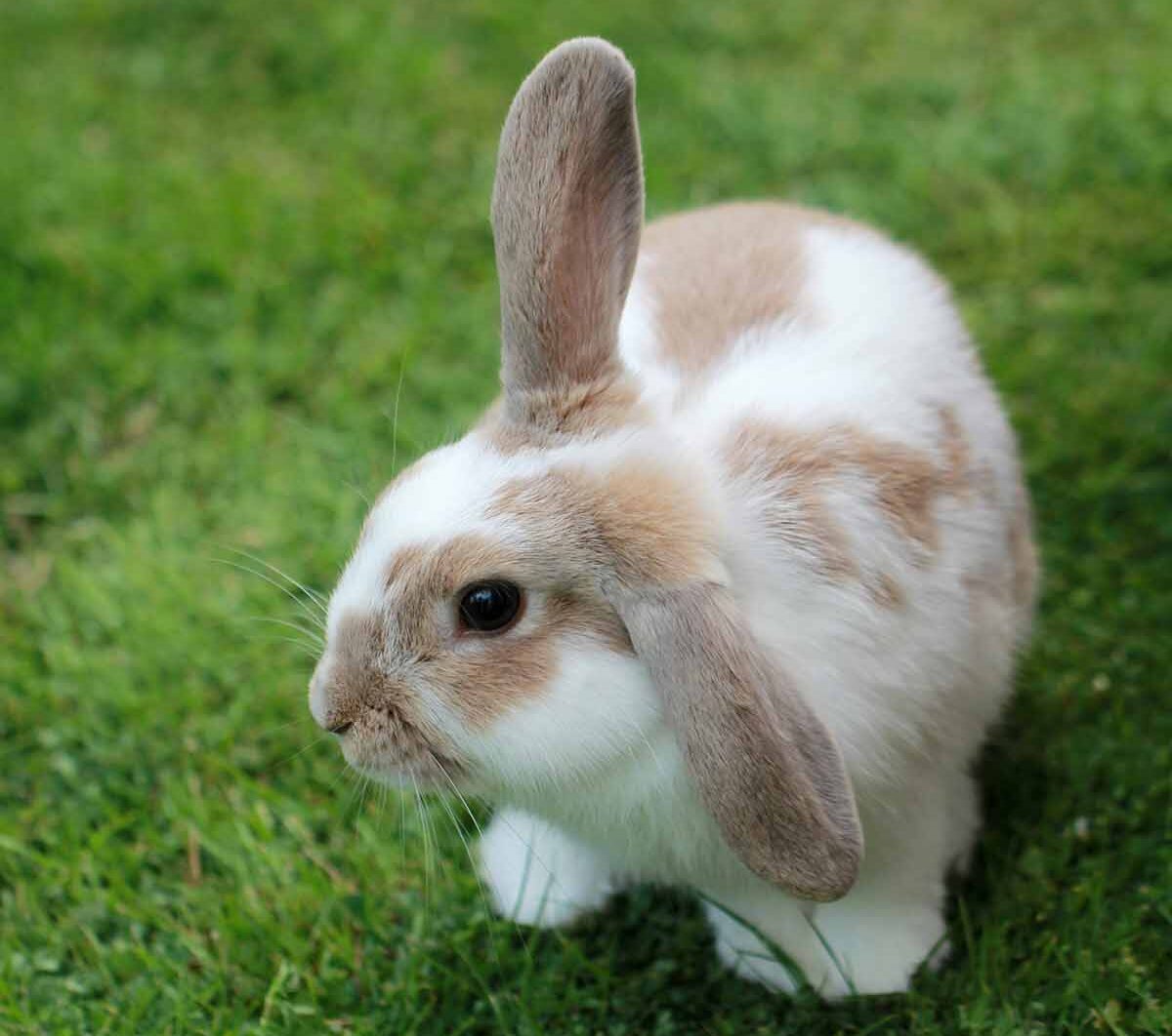 a rabbit stand in the fileds.