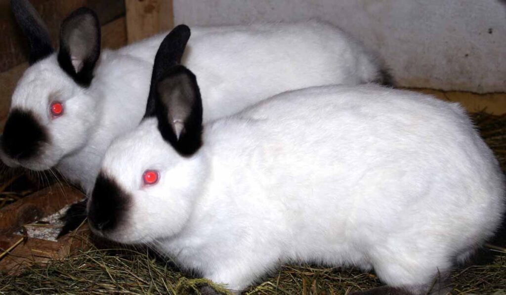 50 Rabbits Coat Colors and Patterns (With Pictures)