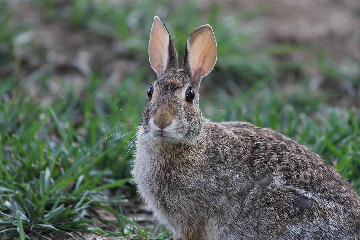 Chocolate agouti rabbit stand 