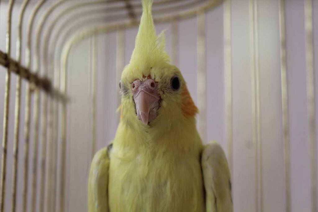a yellow Cockatiel birds standt in bird house.