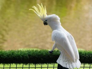 a Cockatoos sitting on the tree branch.