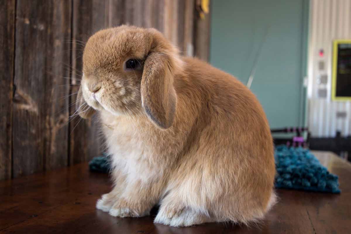 Cream rabbit stand in floor.
