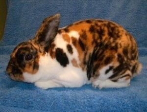50 Rabbits Coat Colors and Patterns (With Pictures)