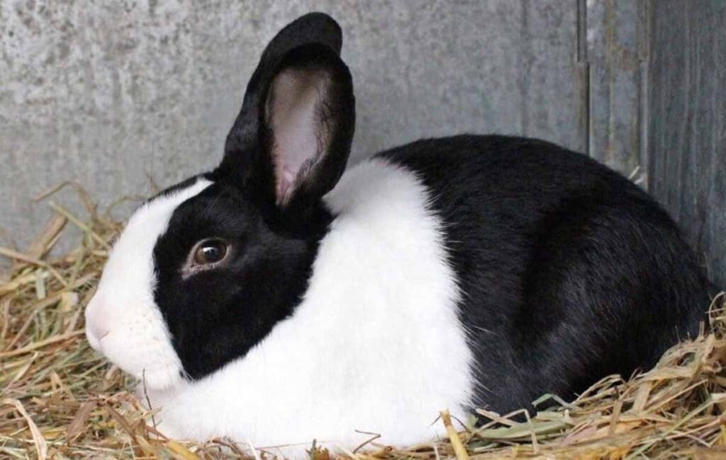 50 Rabbits Coat Colors and Patterns (With Pictures)