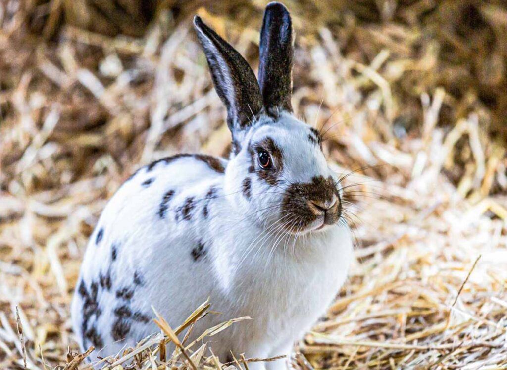 50 Rabbits Coat Colors and Patterns (With Pictures)