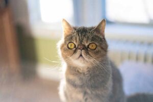 Exotic Shorthair Cat sitting down on floor.