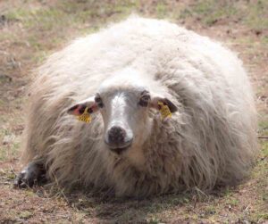 wol goat breed laying down in the fields.