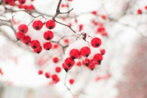 Goji berries are caught on the tree.