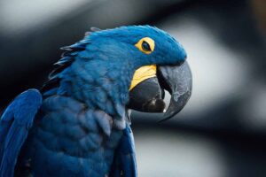 a Hyacinth Macaw looking us.
