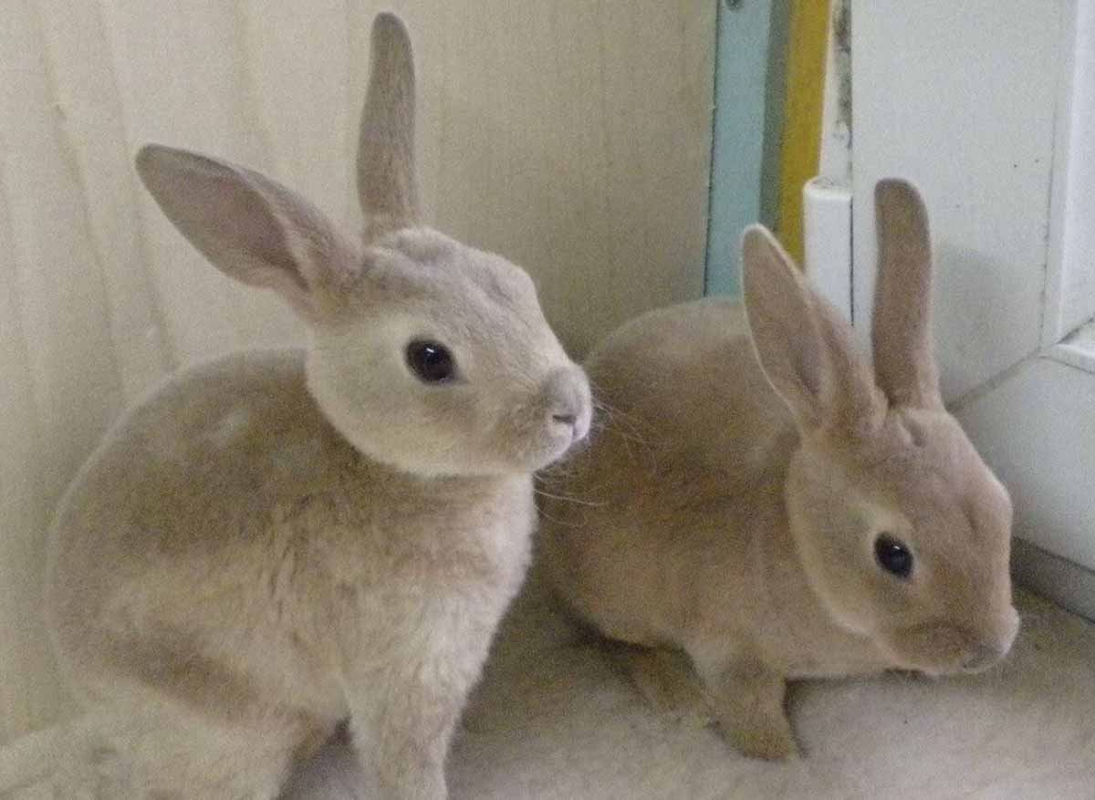 two lynx color rabbits stand in floor.