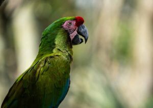 a Military Macaw standt on the tree.