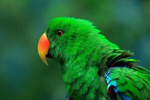 Moluccan Eclectus looking us.