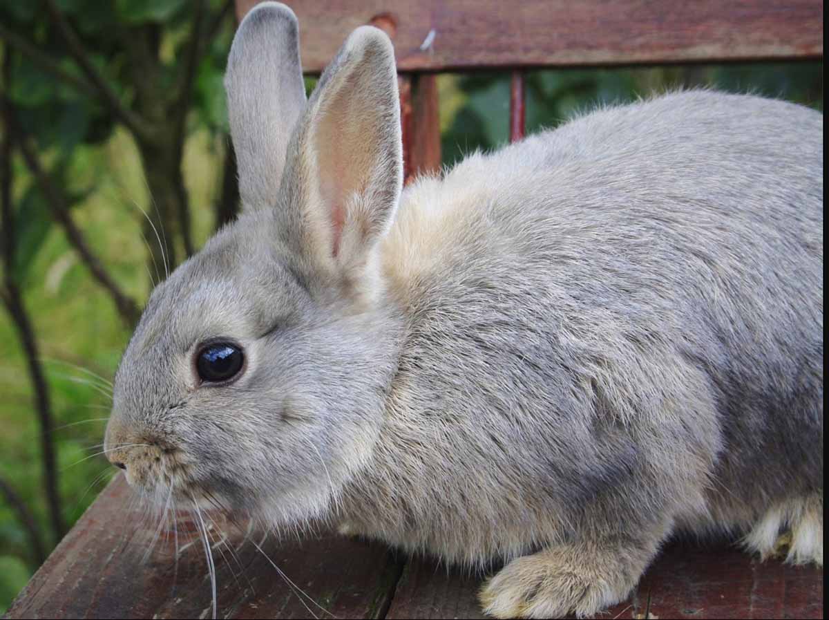 opal color rabbit stand in the fields.