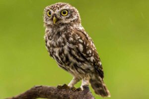 a Owl standt on the tree.