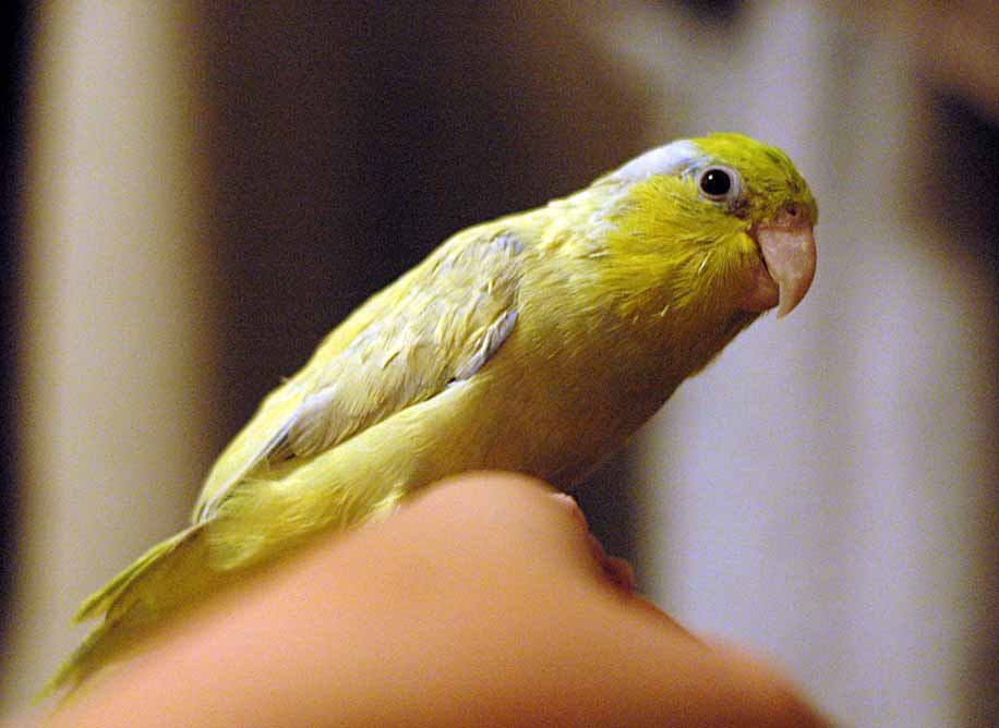 a Parrotletsitting down on the tree branch.