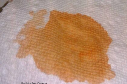 Rabbits Pee Orange
