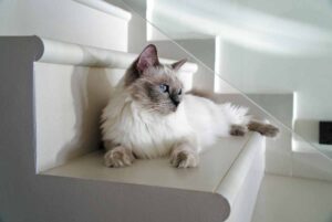 Ragdoll cat sitting down on the sofa.
