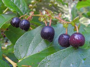 Salal berries are caught on the tree.