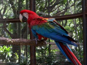 scarlet macaw sitting on the tree branch.