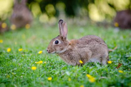 a rabbits stand in gress fields.