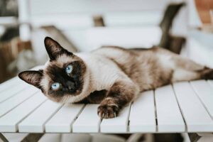 Siamese Cat laying down on bed.