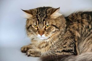Siberian Cat sitting down in floor.