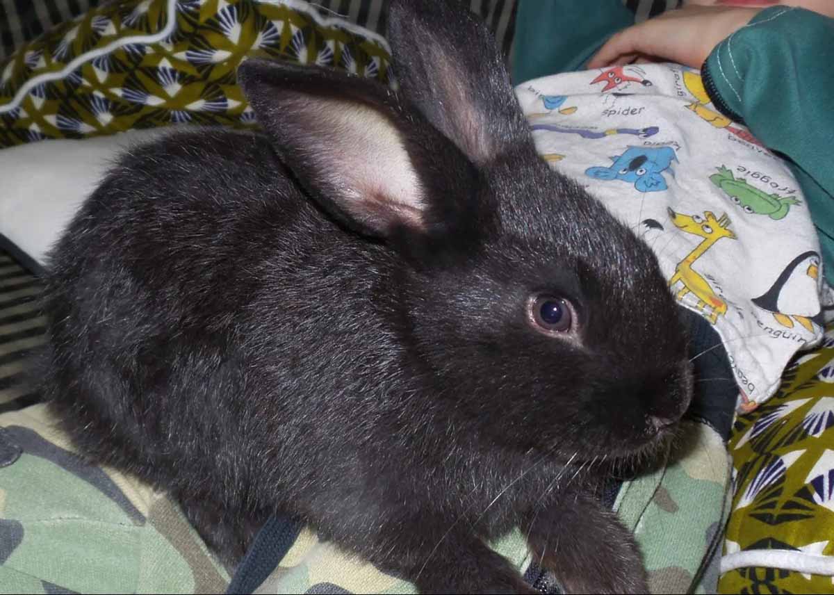 Rabbit coat color silver fox