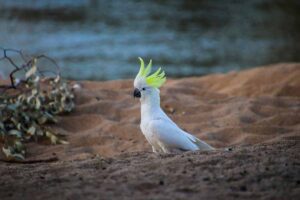 a Sulphur-Crested Cockatoo stand in the fields.