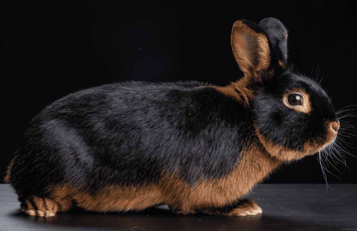 Rabbit coat color tan
