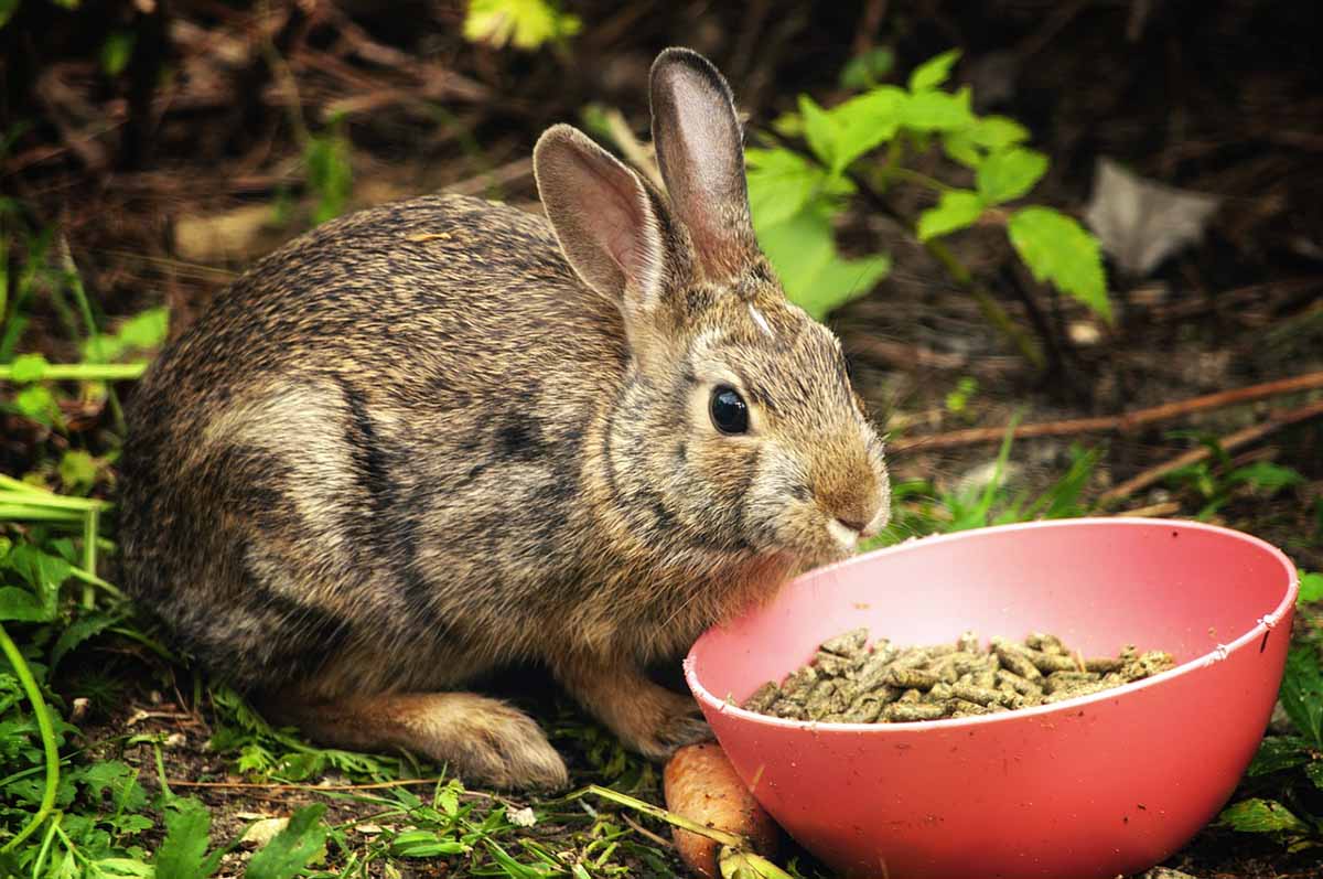 Rabbit food- Pellet