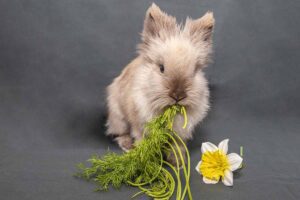 a rabbit eating gress.