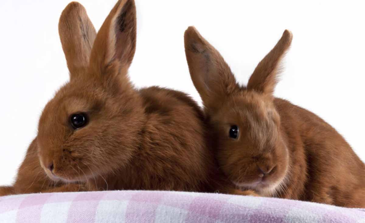 Rabbit coat color thrianta