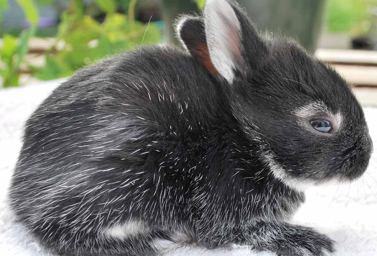 Rabbit coat color ticking