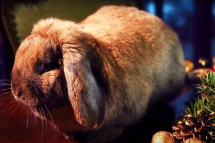 Rabbit sitting down.