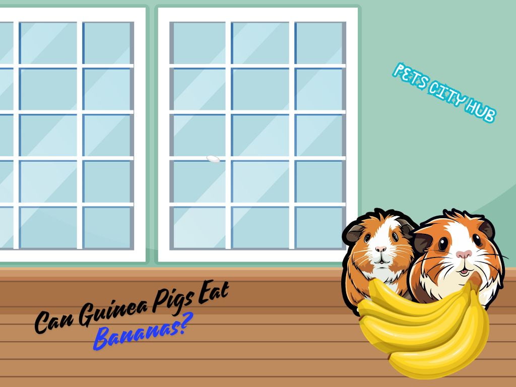 Guinea Pigs Eat Bananas